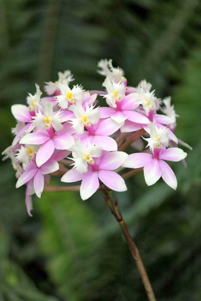 A orquídea Epidendrum Rosa é fácil de ser cultivada, mas merece um cuidado extra com a umidade do substrato