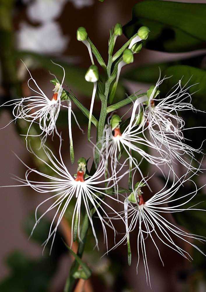 Tipos de Orquídeas: Conheça as Principais Espécies em Fotos