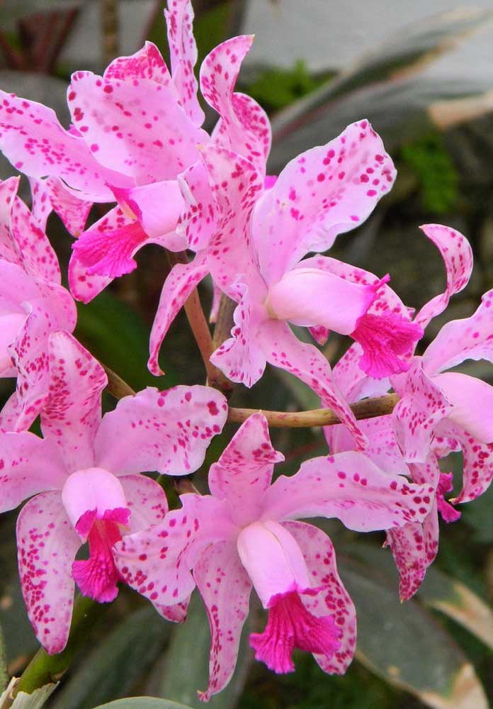 Orquídea Astronauta: essa espécie é considerada um tipo raro e possui visual exótico e que encanta colecionadores e amantes de orquídeas do mundo todo