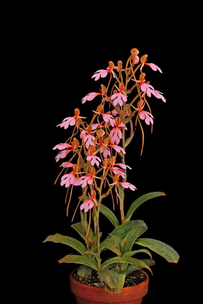 A orquídea Habenaria é uma espécie natural do Japão e pode se desenvolver tanto na terra, quanto no vaso