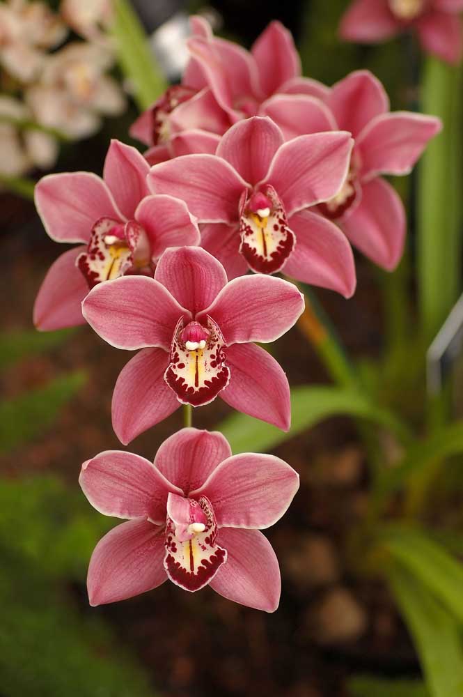 Orquídea Hibrida: as orquídeas hibridas são criações humanas e resultado do cruzamento entre espécies diferentes, proporcionando novas qualidades de orquídeas com cores e formatos que não existem naturalmente na natureza