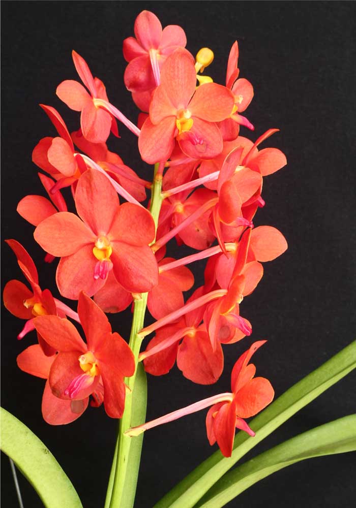 Orquídea Hibrida: os cuidados com uma orquídea hibrida são os mesmos com qualquer outro tipo de orquídea, mas o ideal é você saber a partir de quais espécies sua orquídea foi originada, assim é possível cultivá-la de modo mais adequado