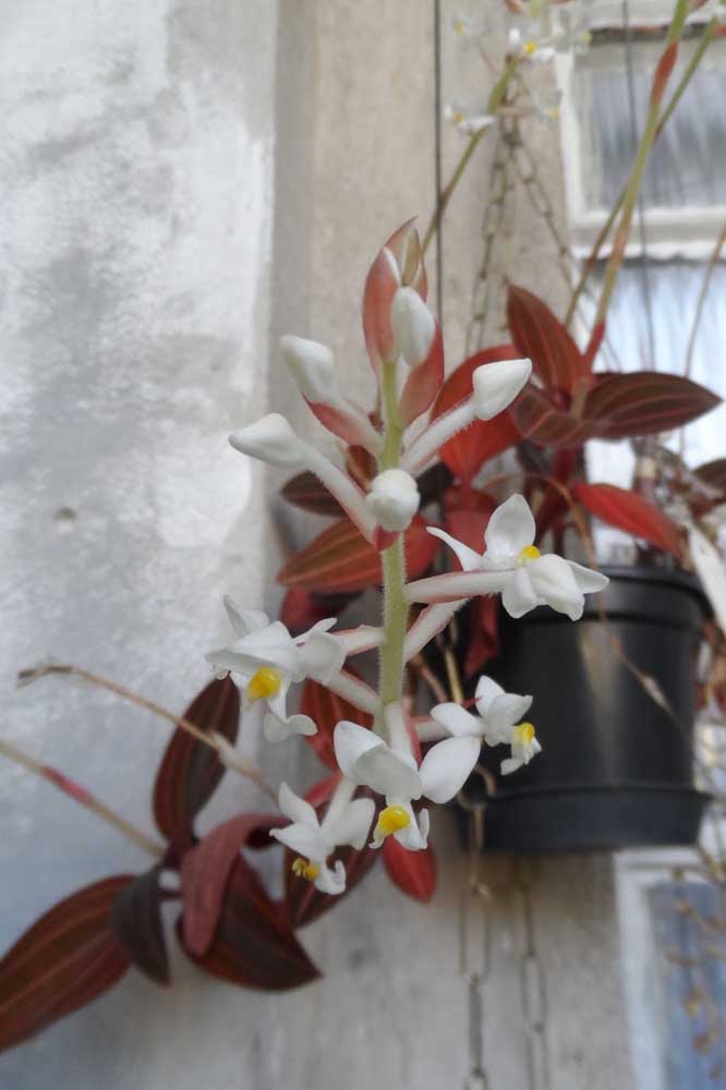 Orquídea Ludisia é a única espécie do gênero e chama atenção principalmente pela beleza das suas folhas, mescladas entre tons de vermelho e verde
