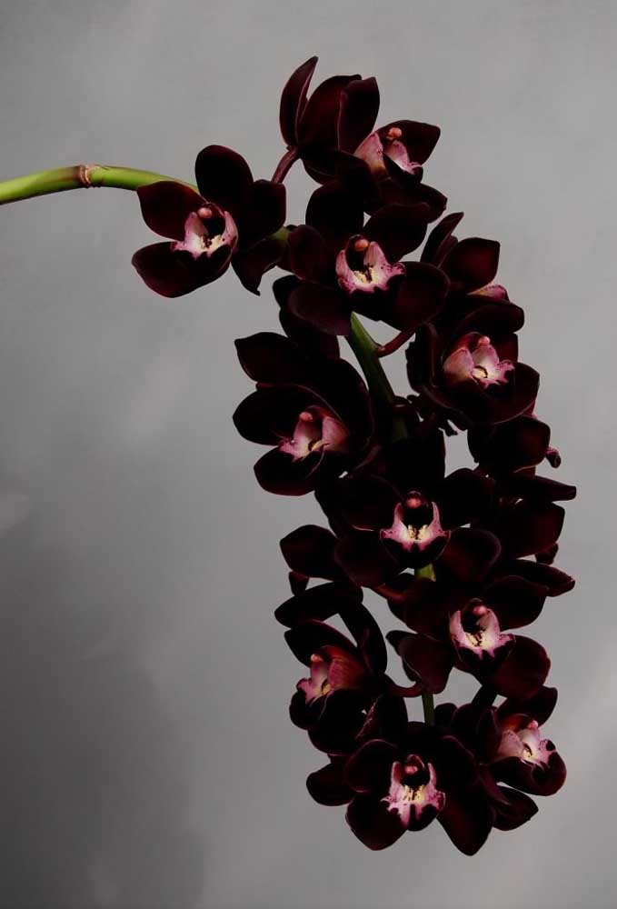 Tipos de Orquídeas: Conheça as Principais Espécies em Fotos