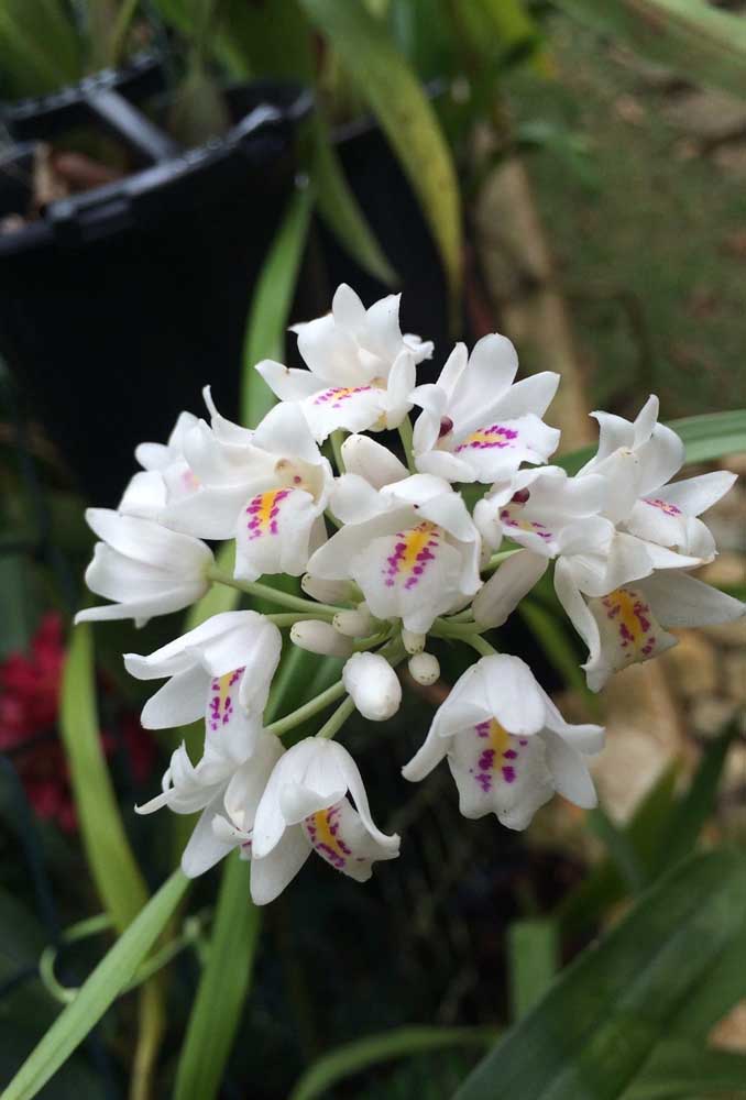 Orquídea Neobenthamia Gracilis: conhecida popularmente como orquídea buquê de noiva, essa é mais uma das espécies terrestres 