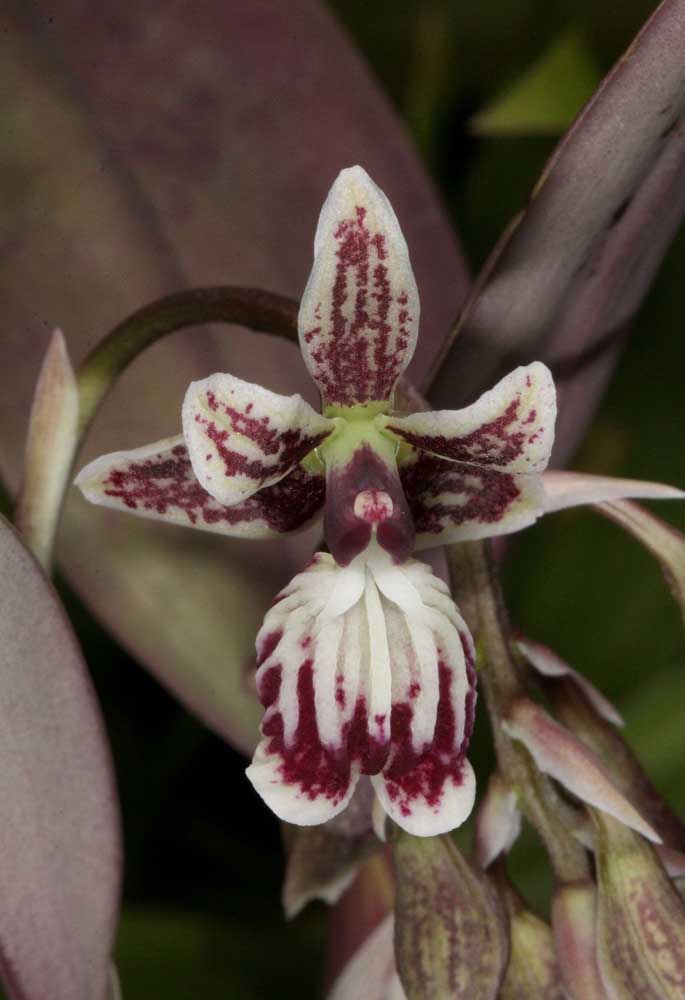 A Orquídea astronauta é uma bela opção de planta ornamental para decoração de casas