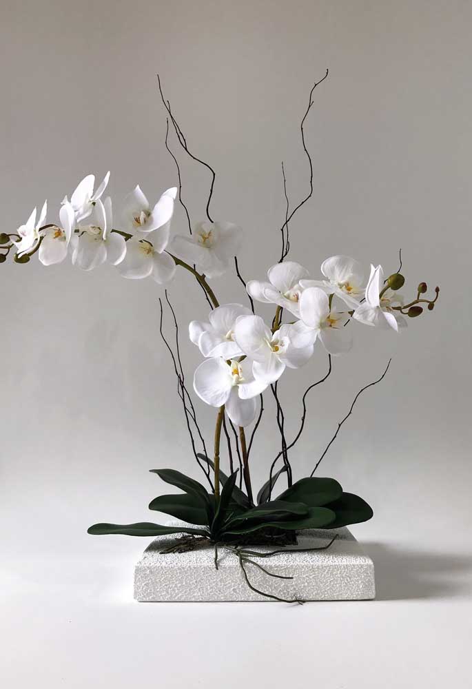 A Phalaenopsis Branca se destaca ainda por exigir cuidados relativamente simples de cultivo e por se adaptar muito bem a locais fechados e com pouca luz, ou seja, se tornando uma ótima opção para dentro de casa