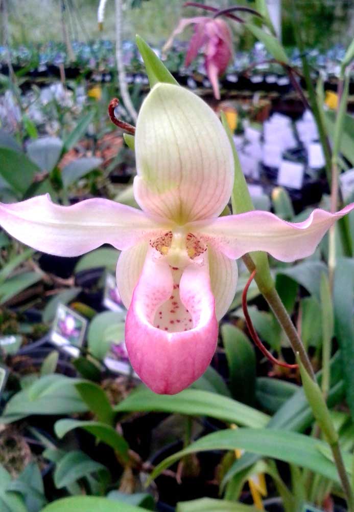 Tipos de Orquídeas: Conheça as Principais Espécies em Fotos