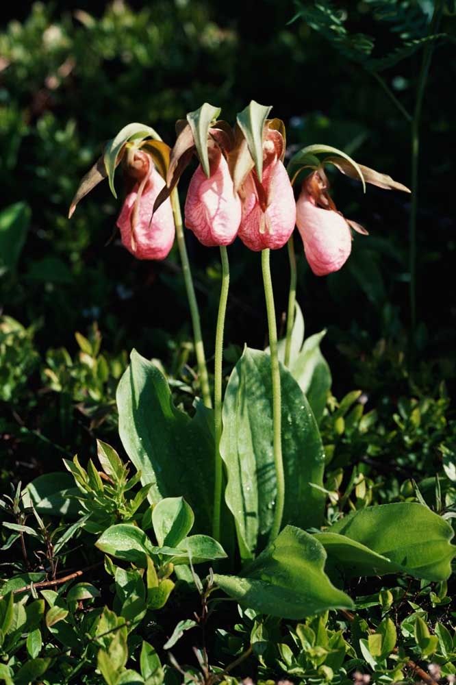 Tipos de Orquídeas: Conheça as Principais Espécies em Fotos