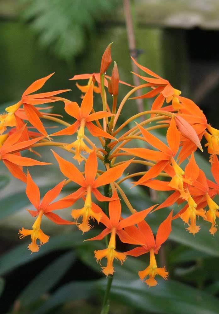 Orquídea Terrestre: as orquídeas terrestres são aquelas que crescem diretamente na terra, sobre húmus ou folhas, mas também podem ser cultivadas em vasos. Essas orquídeas são ideais para paisagismo externo de jardins 