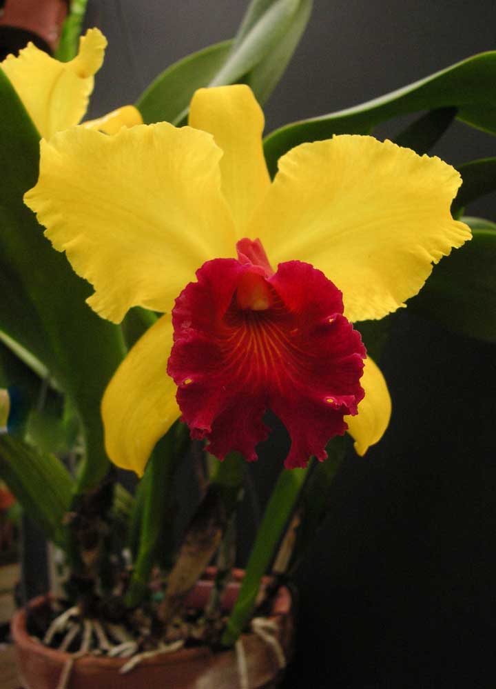 Orquídea Tipmalee: é a espécie perfeita para quem busca uma orquídea exótica e de cores vibrantes, uma vez que suas pétalas se alternam entre o amarelo ouro e o vermelho
