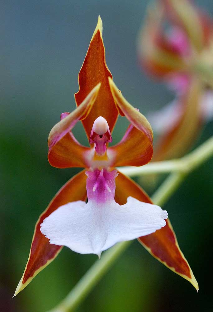 Orquídea bailarina é uma obra de arte da natureza, o formato singular da flor chama a atenção, tamanha beleza e delicadeza. Essa espécie é natural da Austrália