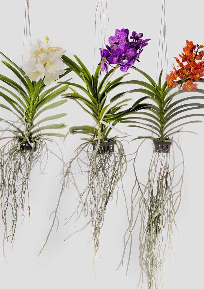 Tipos de Orquídeas: Conheça as Principais Espécies em Fotos