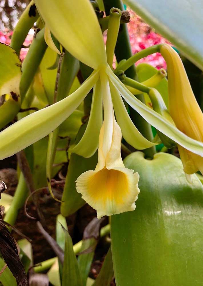 Orquídea Vanilla: o grande destaque das orquídeas do gênero Vanilla não são suas flores, mas seus frutos de onde se extrai a baunilha, largamente utilizada na culinária 