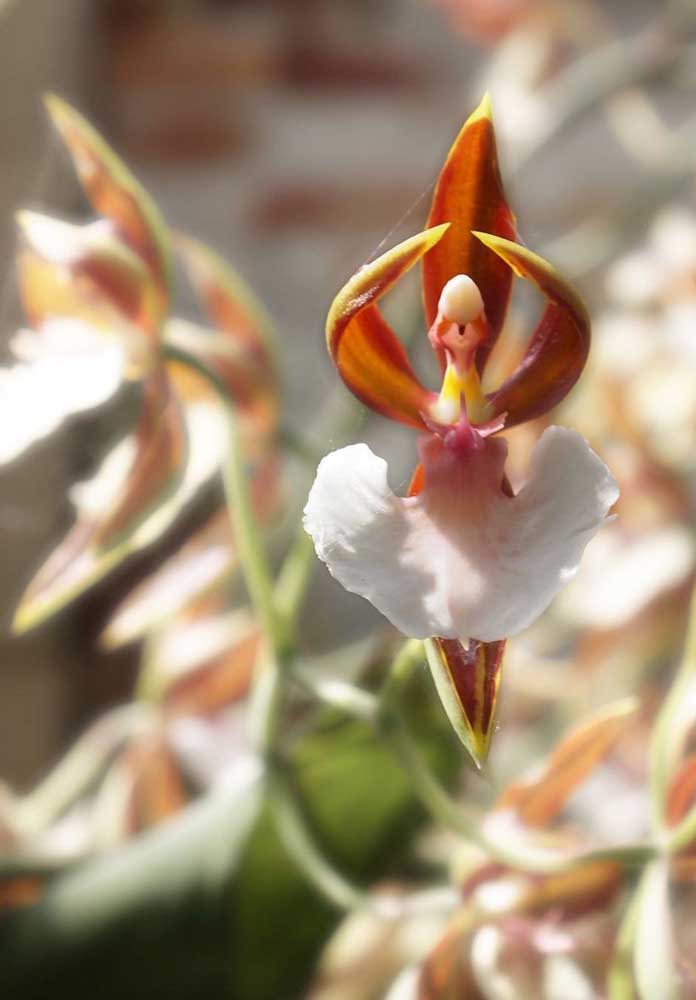 A orquídea bailarina, no entanto, é uma espécie rara e difícil de ser encontrada a venda