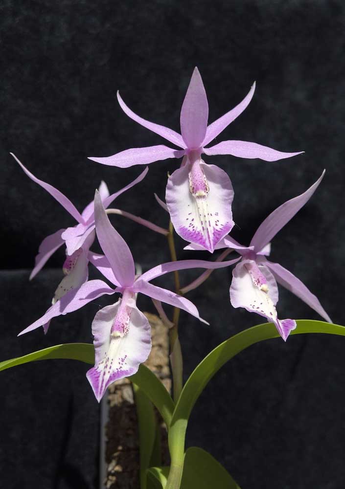 Orquídea Barkeria: o nome dessa espécie vem do pesquisador e botânico inglês George Barker