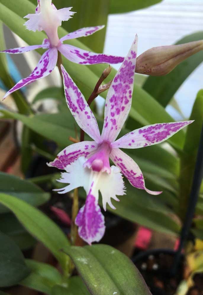 A orquídea Barkeria é uma espécie de pequeno porte natural da América Central, em países como México, Guatemala e Costa Rica