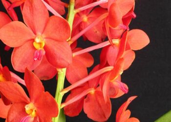 Tipos de orquídeas: conheça as principais espécies para plantar no seu jardim