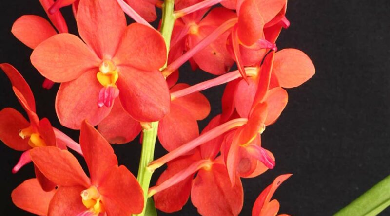 Tipos de orquídeas: conheça as principais espécies para plantar no jardim