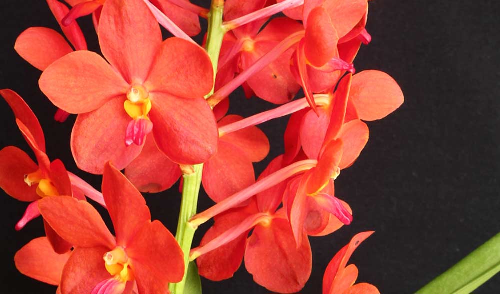 Tipos de Orquídeas: Conheça as Principais Espécies em Fotos
