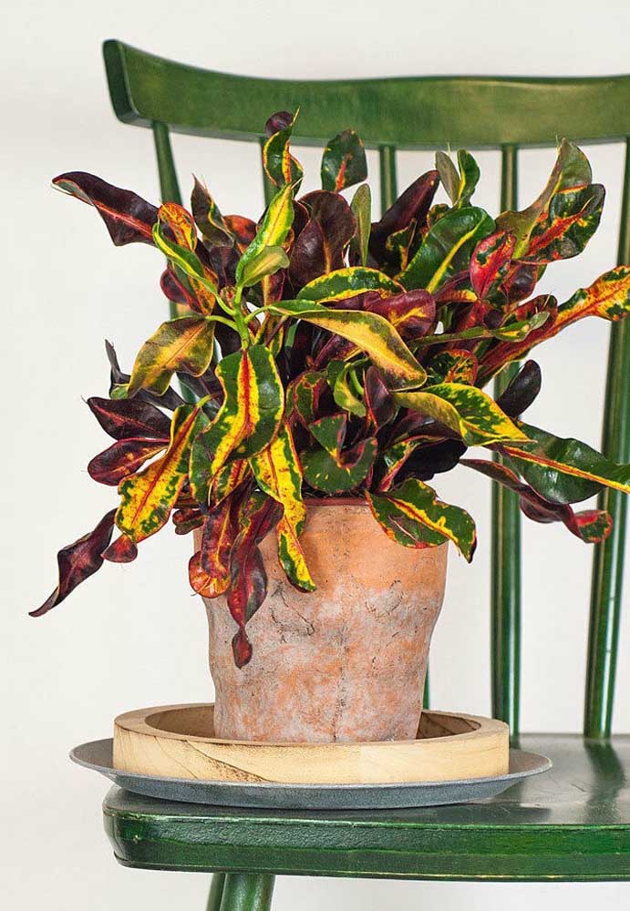 A Croton traz a beleza de um pequeno arbusto para vasos pequenos em ambientes internos