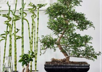 Bonsai: o que é, como cuidar e 60 ideias para decorar sua casa