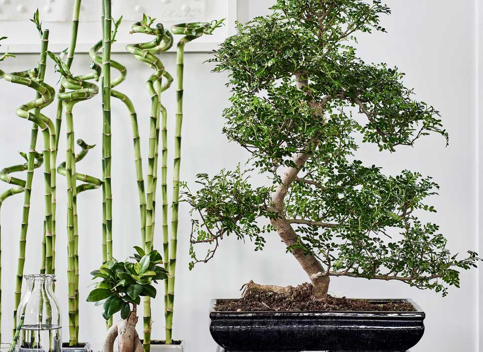 Bonsai O que é, Como Cuidar e 60 Fotos de Decoração