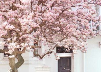 Flor de cerejeira: lendas, significado e lindas inspirações na decoração