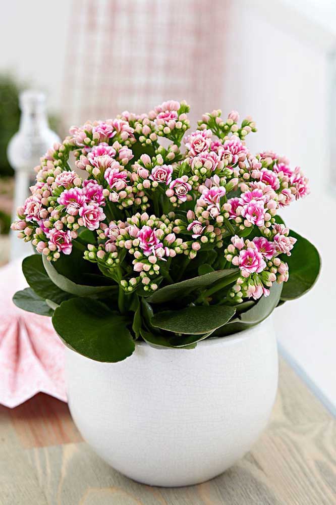 Kalanchoe: Como Cuidar, Mudas e Ideias de Decoração