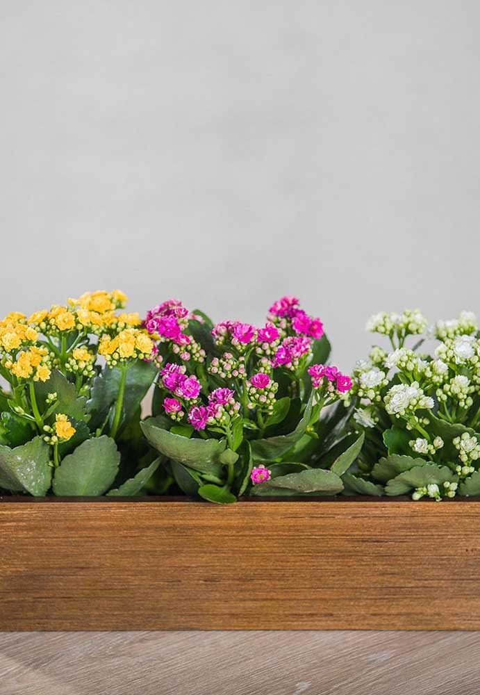 Kalanchoe: Como Cuidar, Mudas e Ideias de Decoração