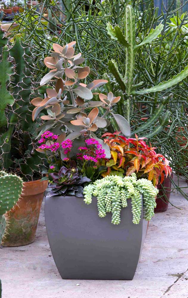 Kalanchoe: Como Cuidar, Mudas e Ideias de Decoração