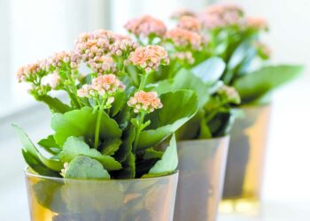 Kalanchoe: como cuidar, fazer mudas e ideias na decoração