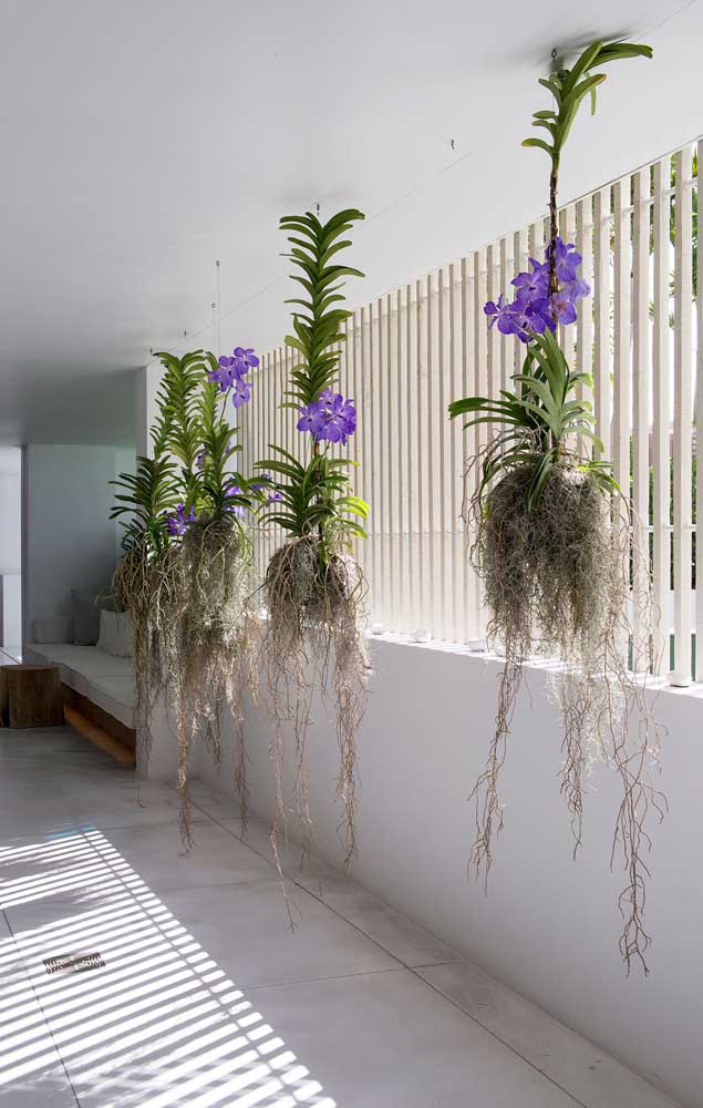 Orquídea Vanda: Como Cuidar, Dicas Essenciais e Fotos de Decoração