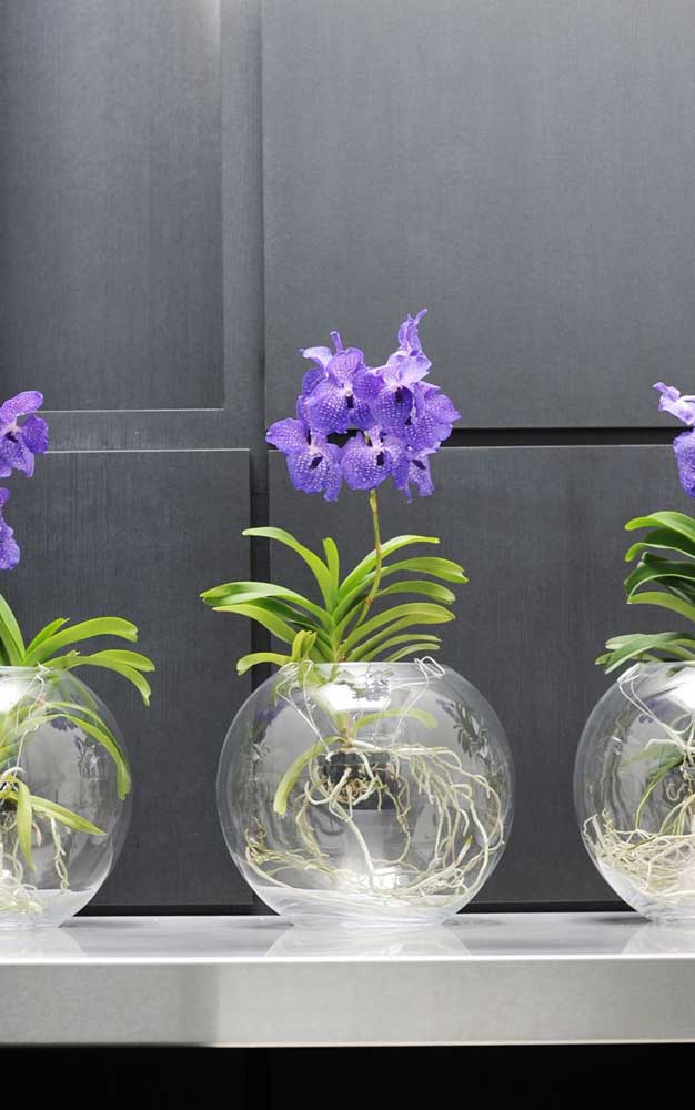 Orquídea Vanda: Como Cuidar, Dicas Essenciais e Fotos de Decoração