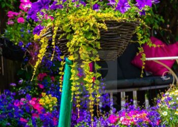 Petúnia: como plantar, dicas essenciais e ideias na decoração