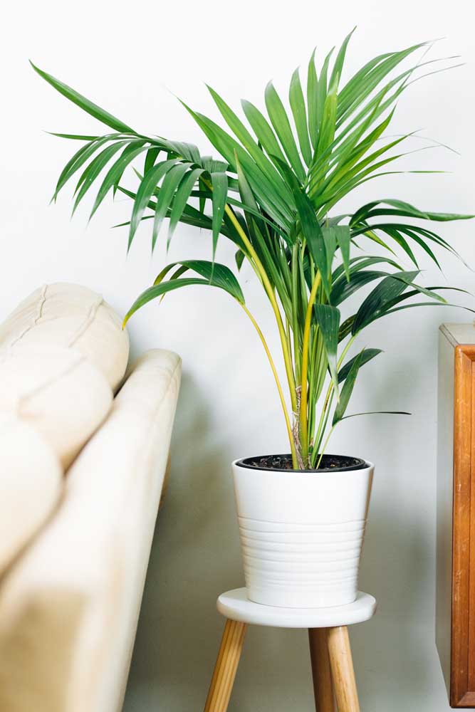 Plantas Para Apartamento: Tipos e Espécies Mais Adequadas