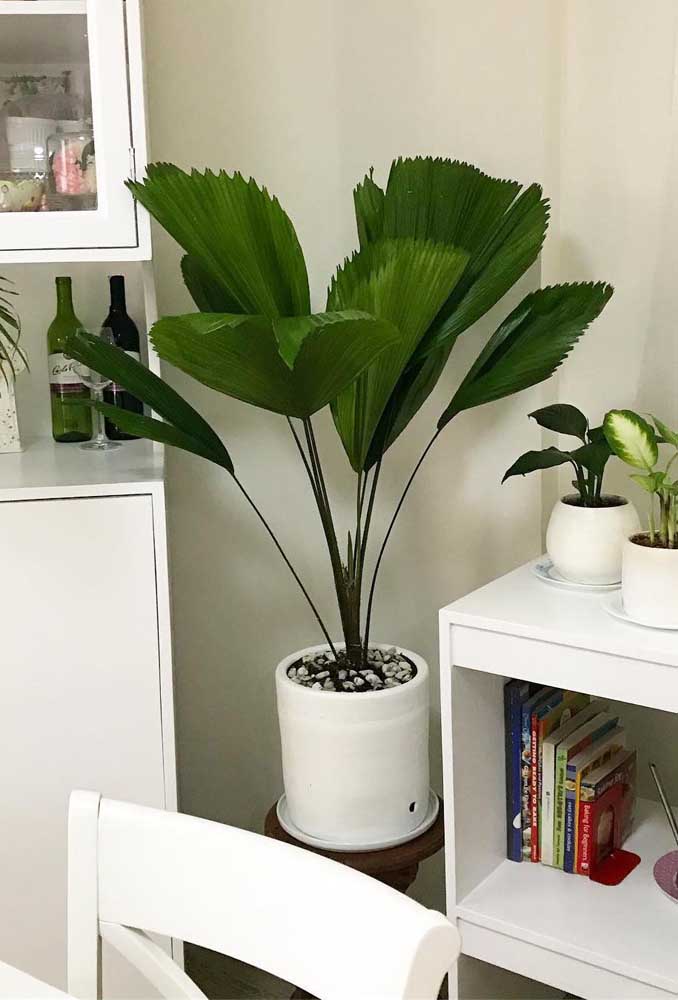 Plantas Para Apartamento: Tipos e Espécies Mais Adequadas