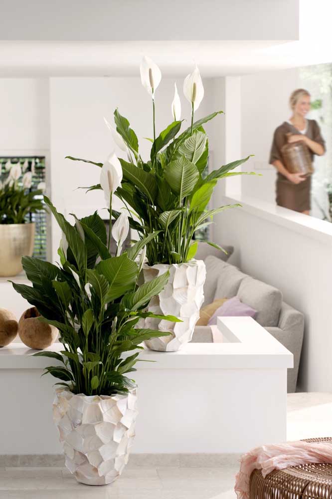 Plantas Para Apartamento: Tipos e Espécies Mais Adequadas