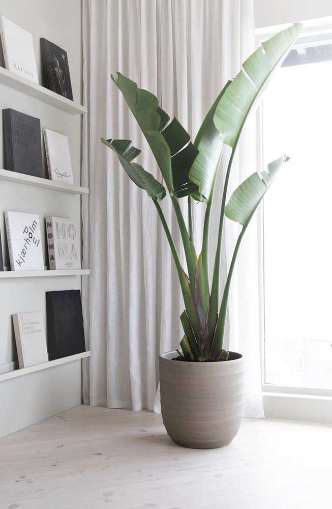 Plantas Para Apartamento: Tipos e Espécies Mais Adequadas