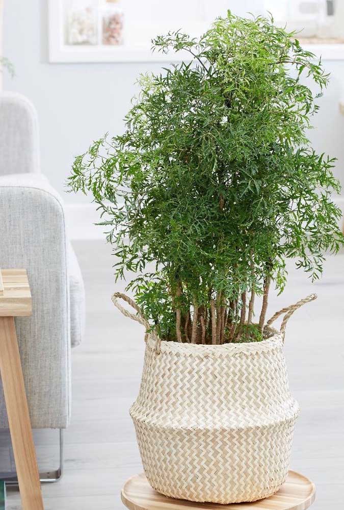 Plantas Para Apartamento Tipos E Especies Mais Adequadas