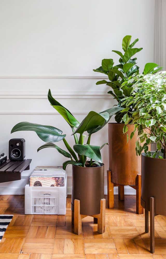 Plantas Para Apartamento: Tipos e Espécies Mais Adequadas