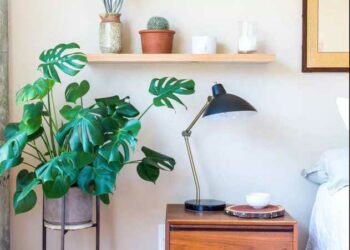 Plantas para apartamento: espécies recomendadas e ideias na décor