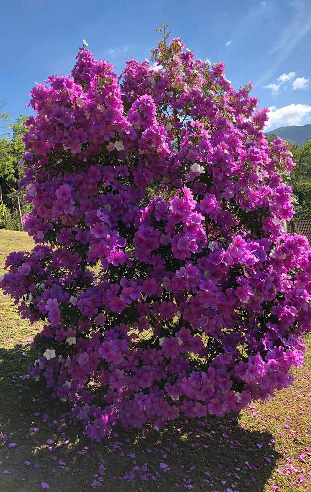 Manacá da Serra: Como Plantar, Como Cuidar e Fotos