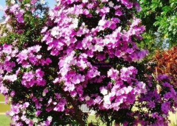 Manacá da Serra: como cuidar, plantar e fazer mudas?