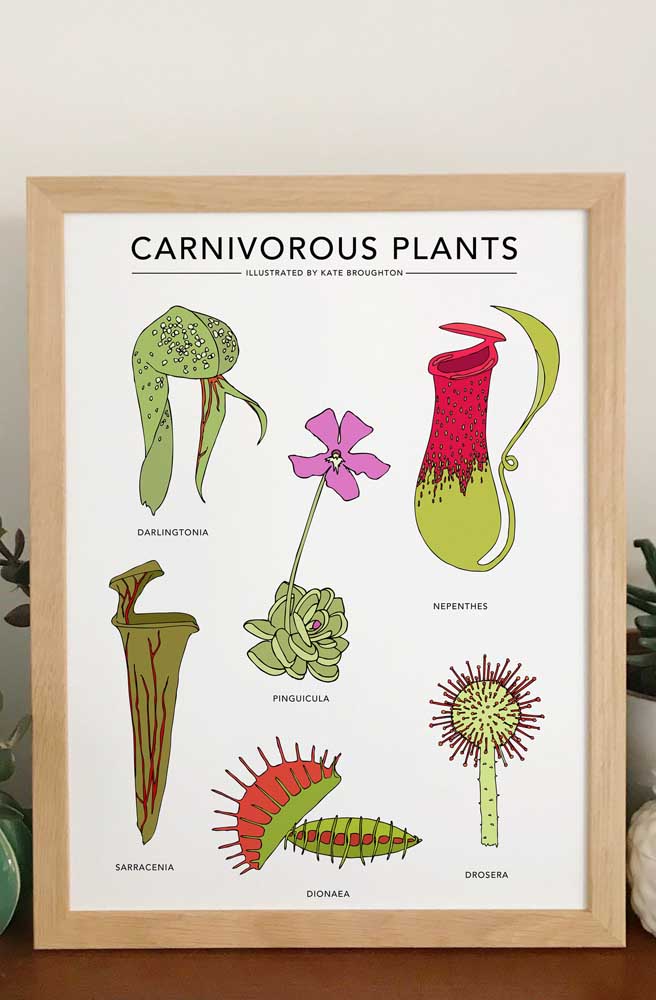 Plantas Carnívoras: Espécies, Cuidados e Dicas