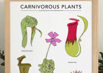 Plantas carnívoras: principais espécies, dicas e cuidados essenciais