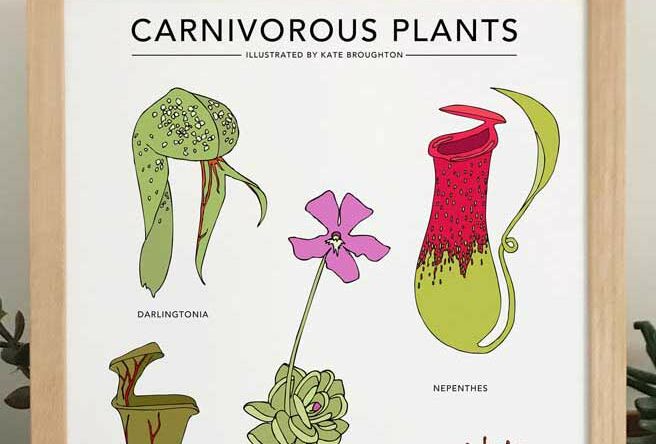 Plantas carnívoras: espécies, dicas e cuidados essenciais