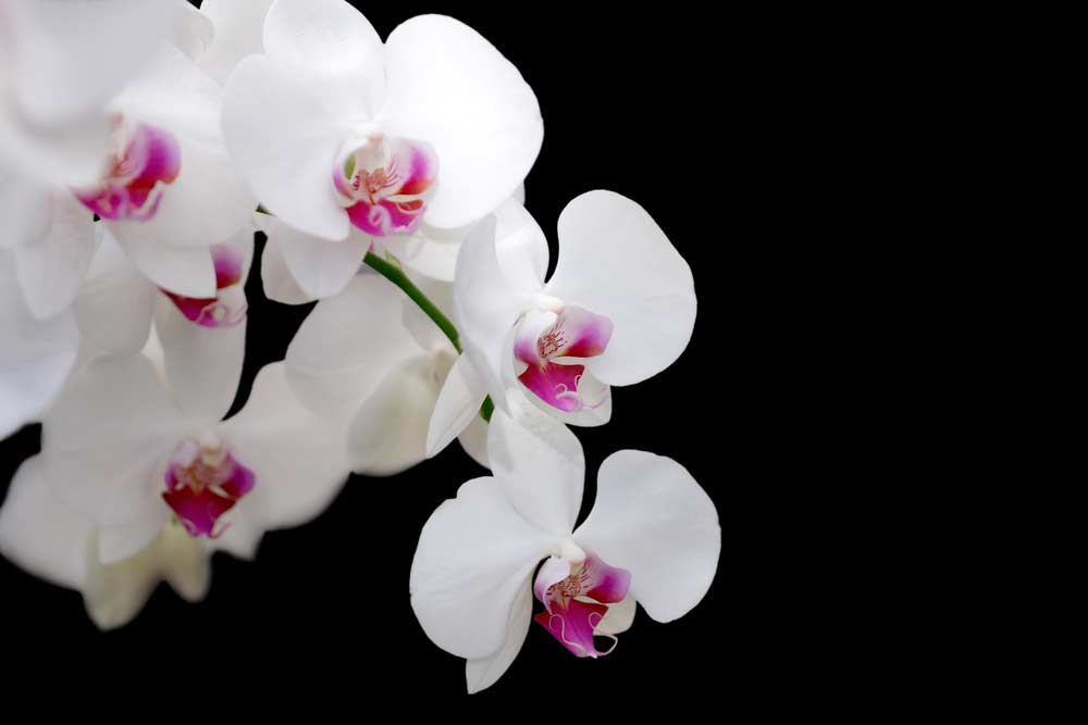 Como Fazer Muda de Orquídea: Por Semente, Na Areia e Dicas Essenciais
