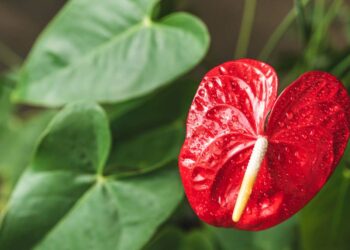 Antúrios: características, plantio, cuidados e dicas de paisagismo