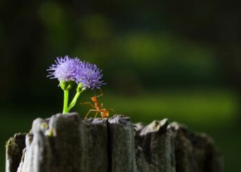 Como acabar com formigas: dicas e truques caseiros para você seguir agora